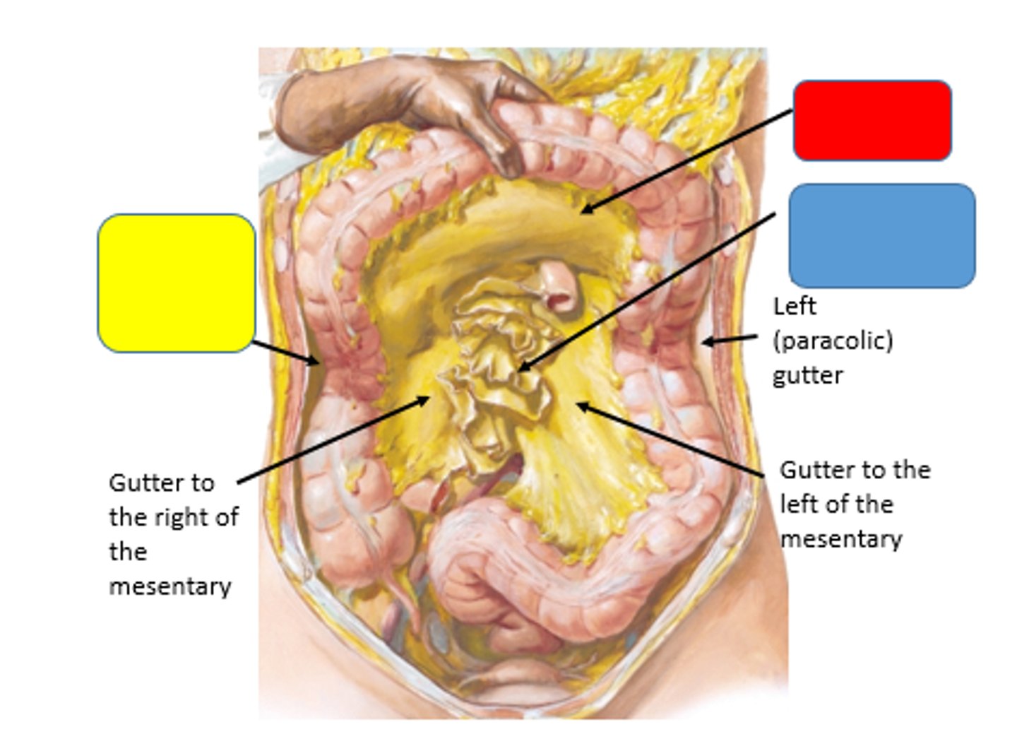 <p>is open to the pelvis</p>