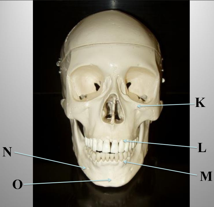 <p>What structure is letter N?</p>
