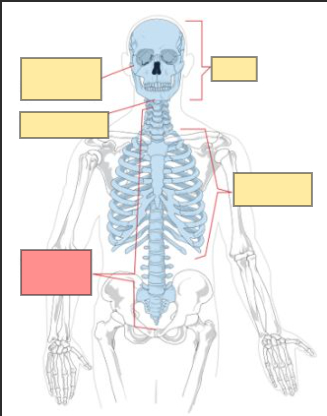 <p>hint: axial skeleton</p>