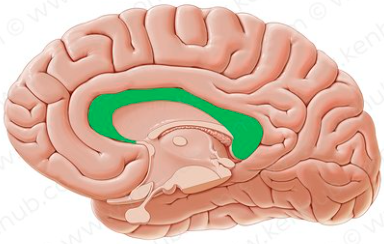 <ul><li><p>the large band of neural fibers connecting the two brain hemispheres and carrying messages between them</p></li></ul><p></p>