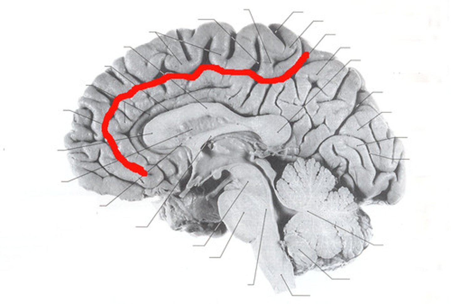 <p>Separates frontal and parietal lobes from cingulate gyrus</p>