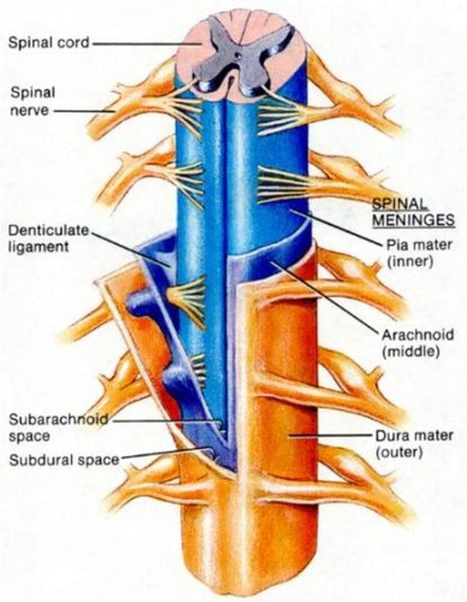 <p>epidural space, dura mater, arachnoid mater, pia mater</p>