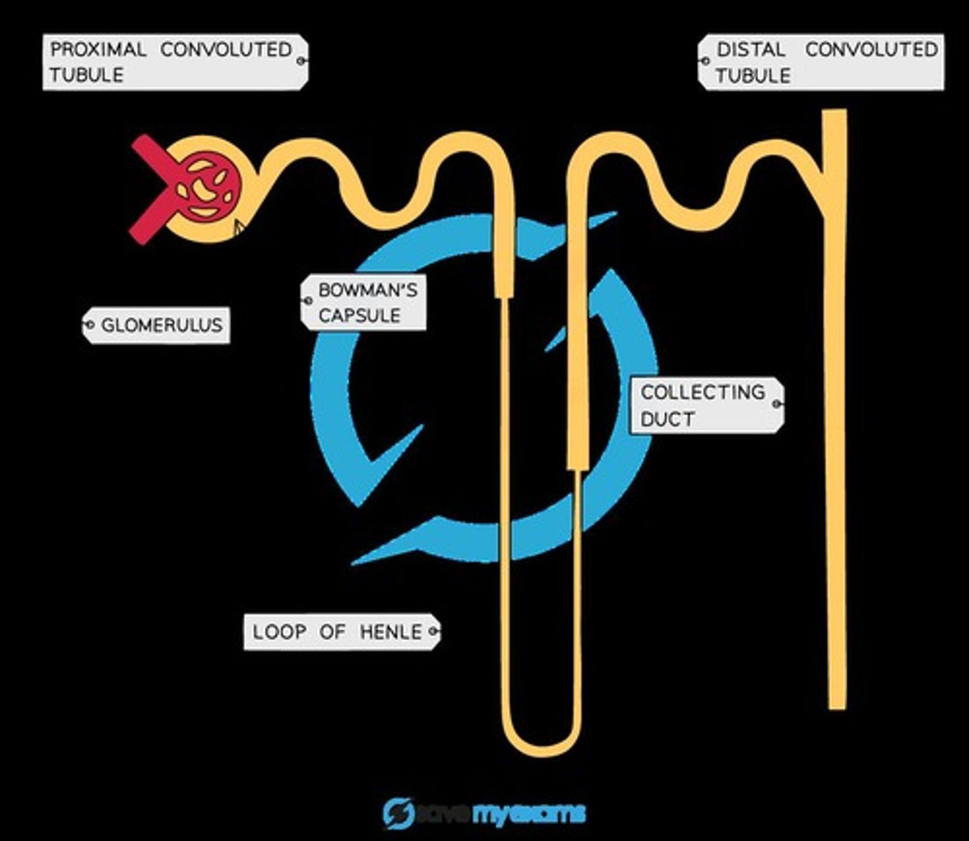 <p>Bowman's capsule, proximal convoluted tubule (PCT), loop of Henle, distal convoluted tubule (DCT), and collecting duct.</p>