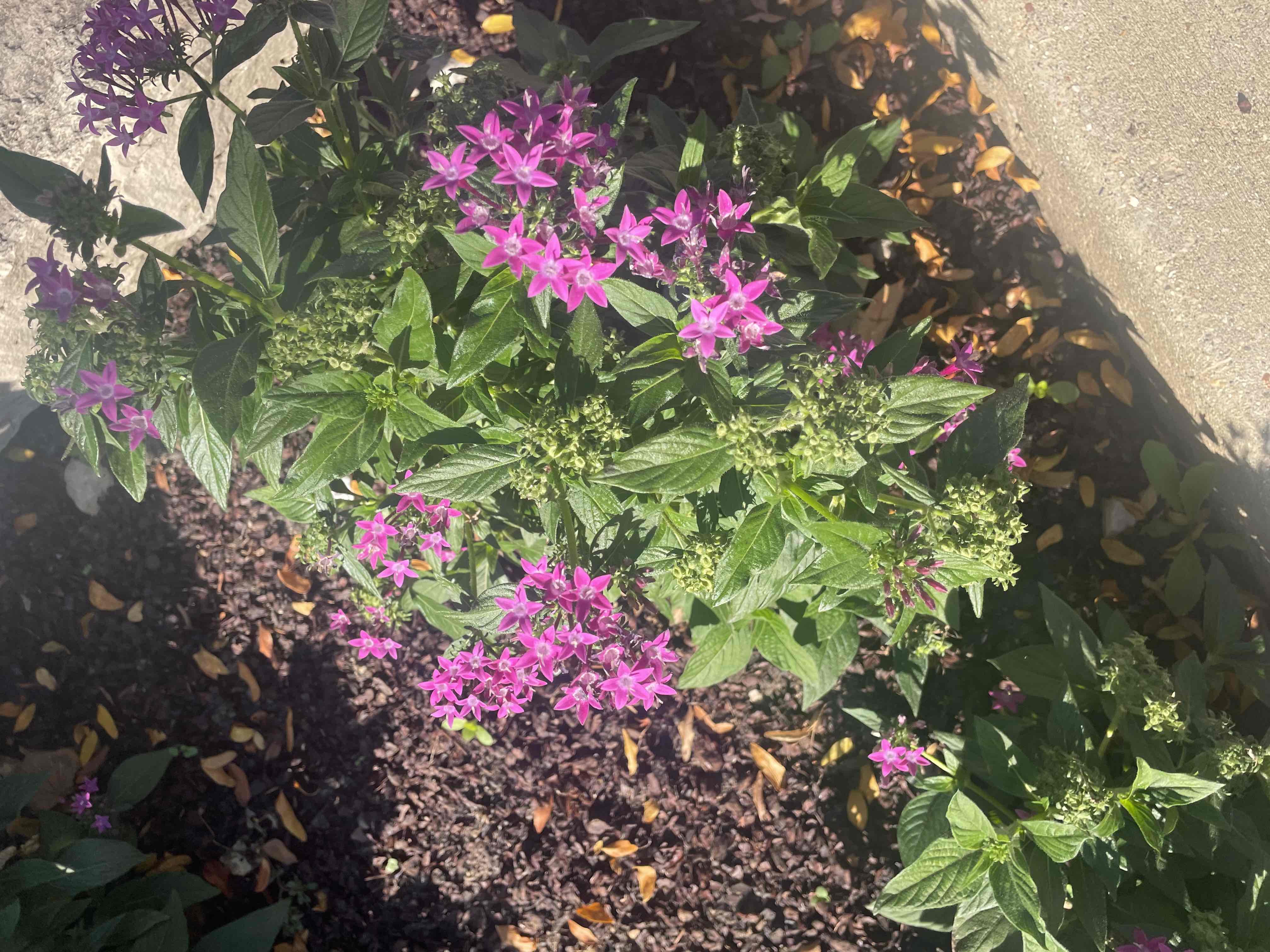 <p>Pentas lanceolata</p>