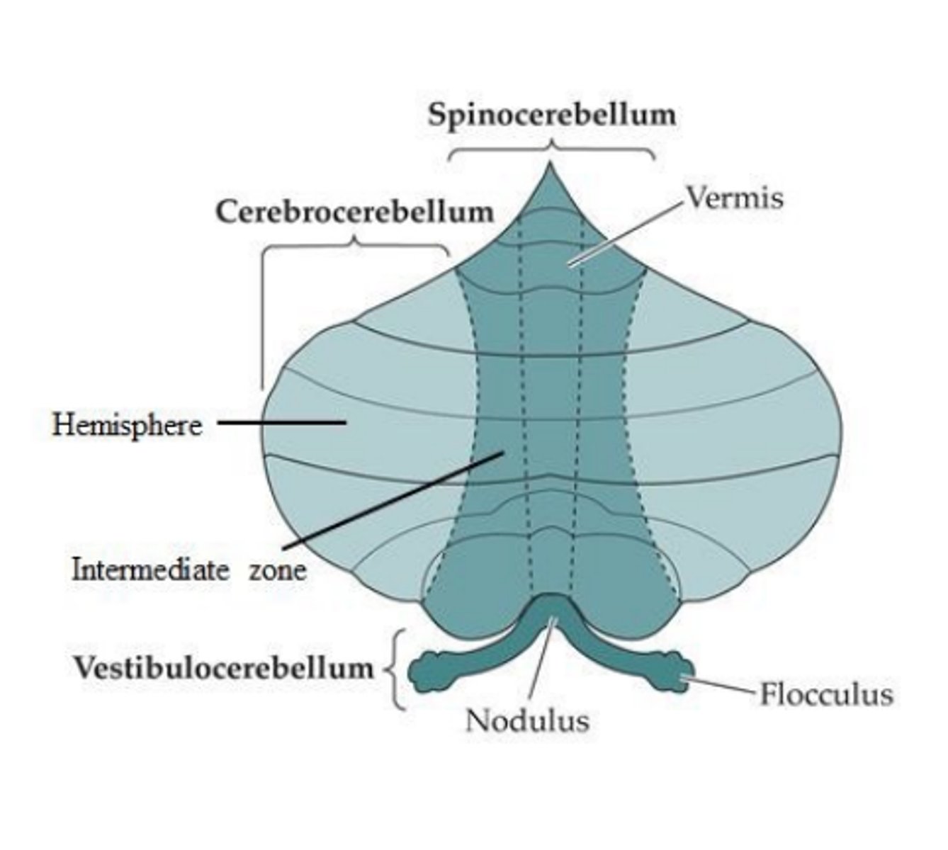 <p>1. Cerebrocerebellum</p><p>2. Spinocerebellum</p><p>3. Vestibulocerebellum</p>