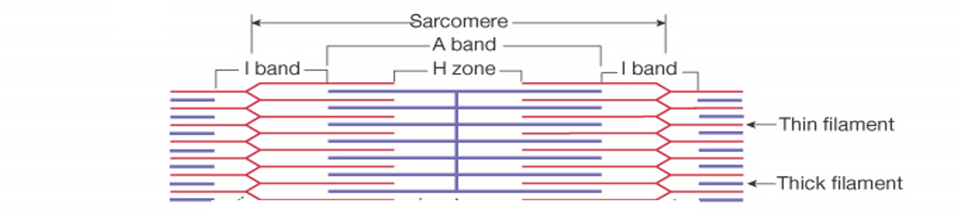 <p><mark data-color="blue">Sarcomeres: Structure (bands and zones)</mark></p><p>Can you label, describe and explain what this diagram is/shows?</p>
