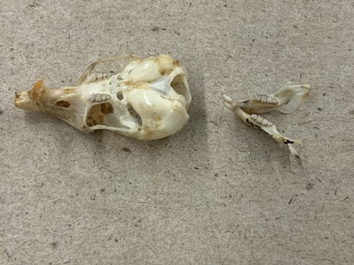 <p>Genus</p><p>-interparietal larger than foramen magnum</p>