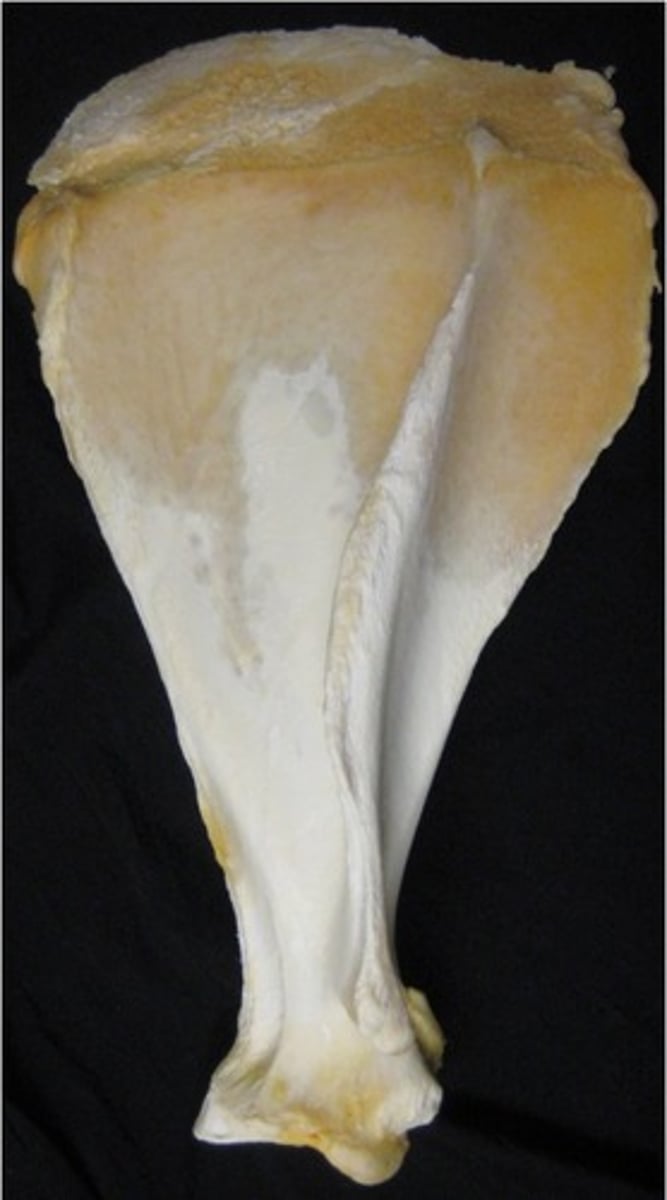 <p>Which large animal does this scapula most likely belong to? Why?</p>