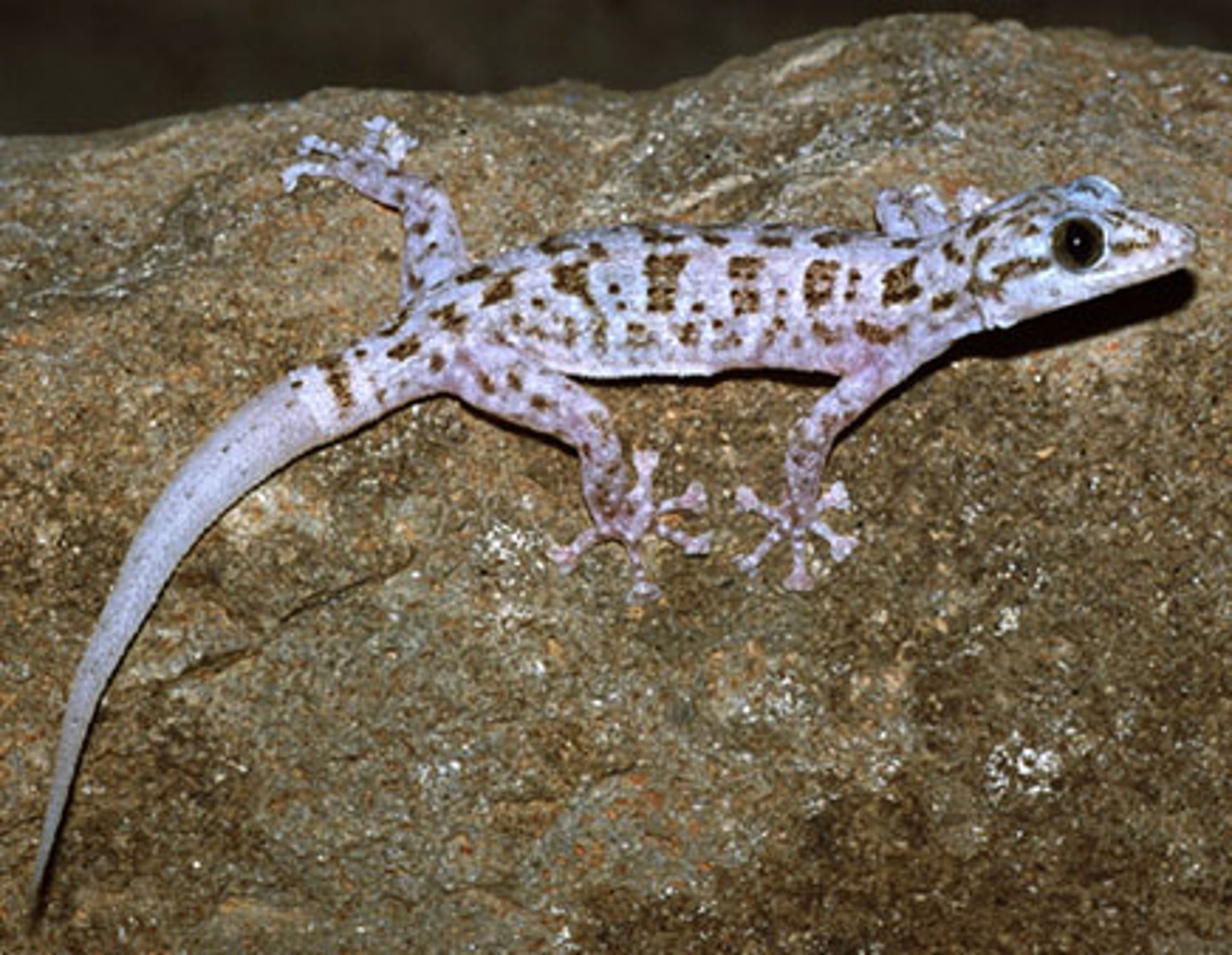 <p>Geckos </p>