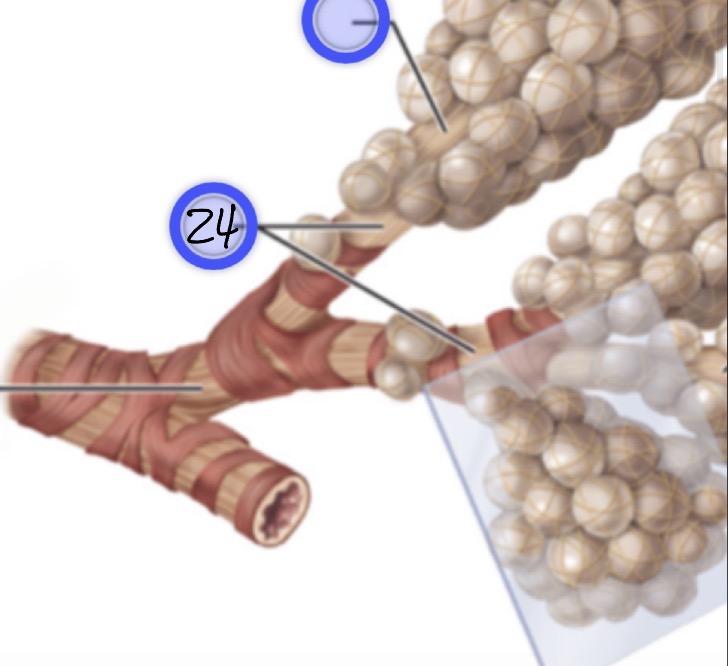 <p>24</p>
