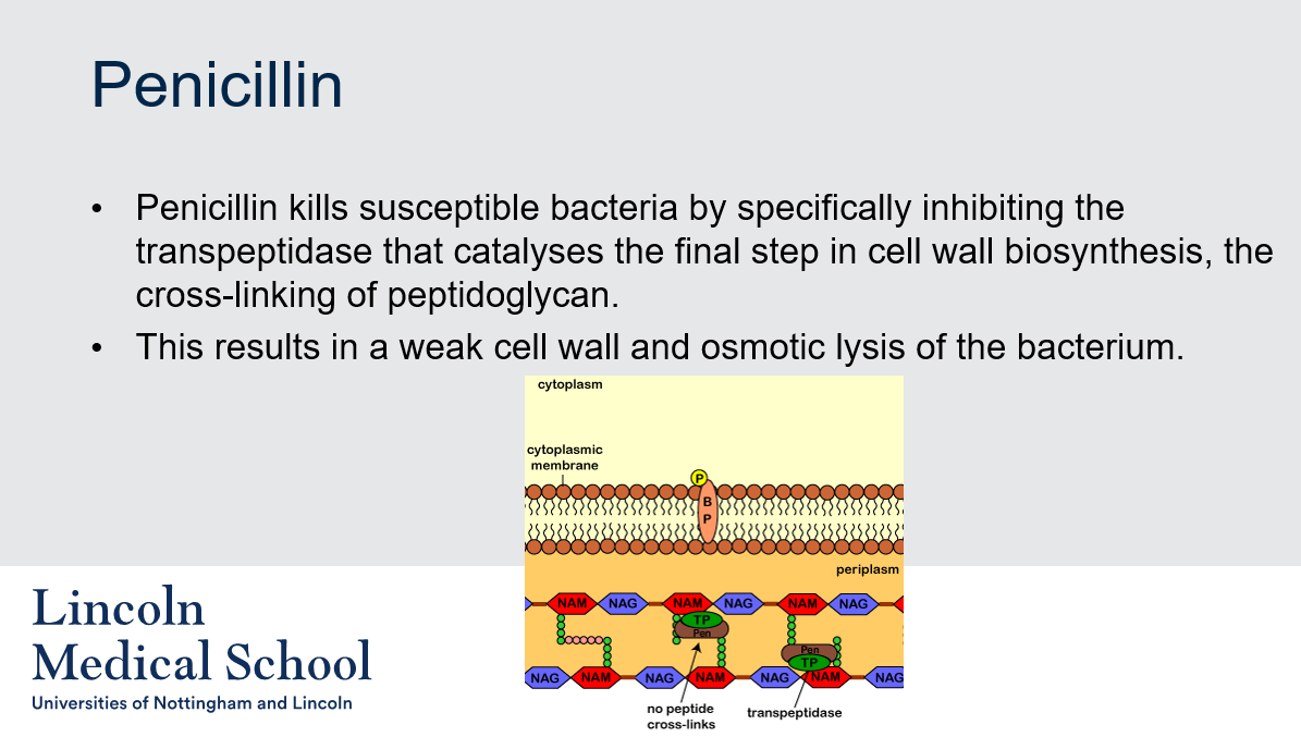 <p>Penicillin kills susceptible bacteria by specifically inhibiting the transpeptidase that catalyses the final step in cell wall biosynthesis, the cross-linking of peptidoglycan. This results in a weak cell wall and osmotic lysis of the bacterium.</p>