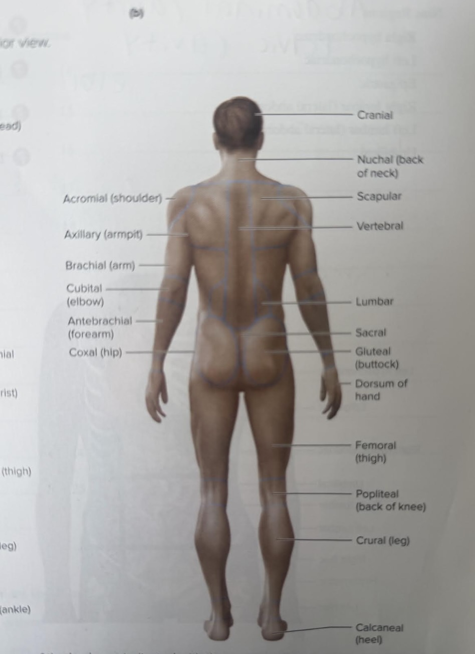 <p><span data-name="laughing" data-type="emoji">😆</span></p>