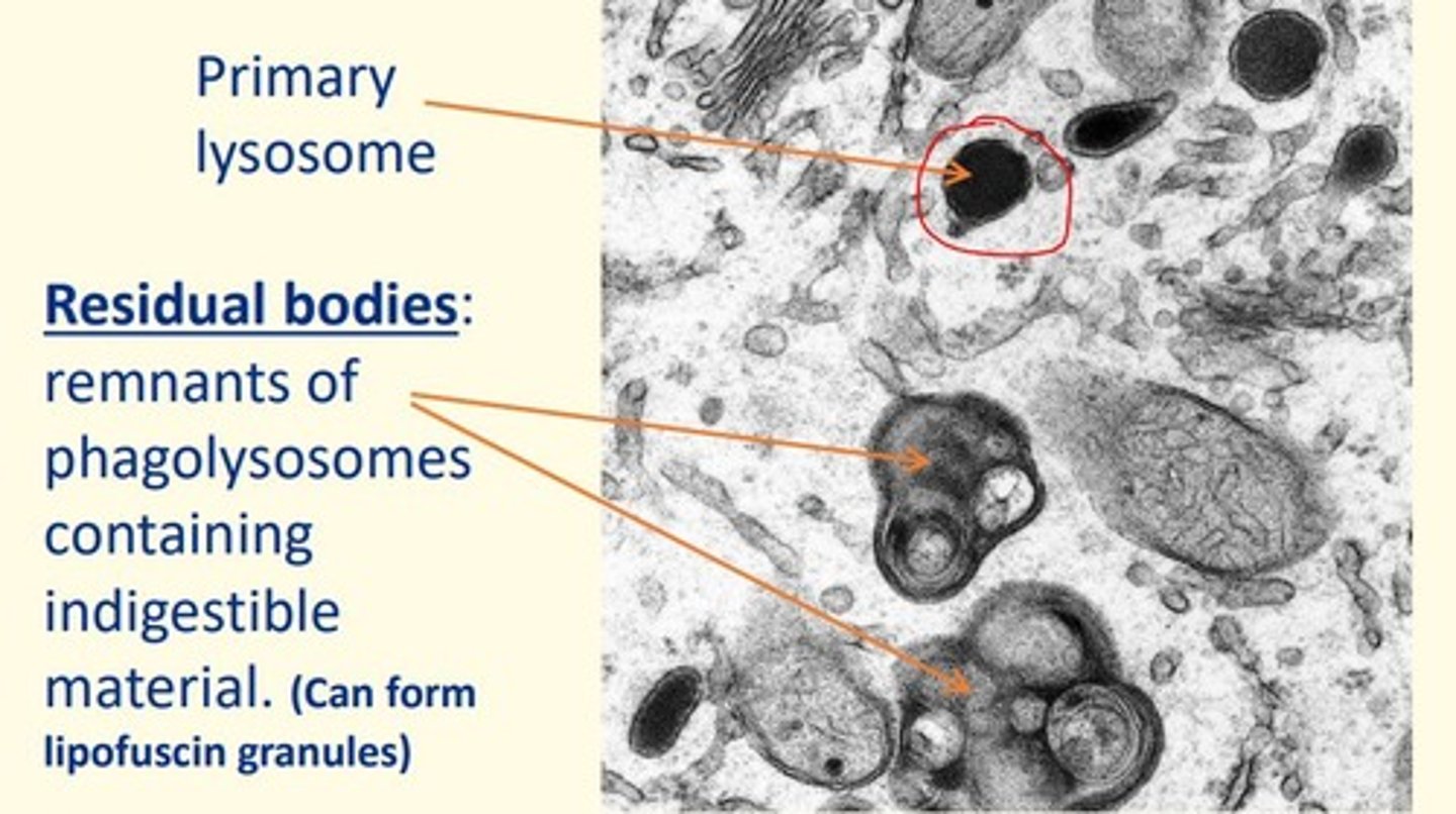 <p>1) Organelle engulfed by region of SER to form an autophagosome</p><p>2) Autophagosome fuses with lysosome = this forms a phagolysosome</p><p>3) Acid hydrolases (lysozymes) breakdown the organelle (autophagy) and digested products are recycled </p>