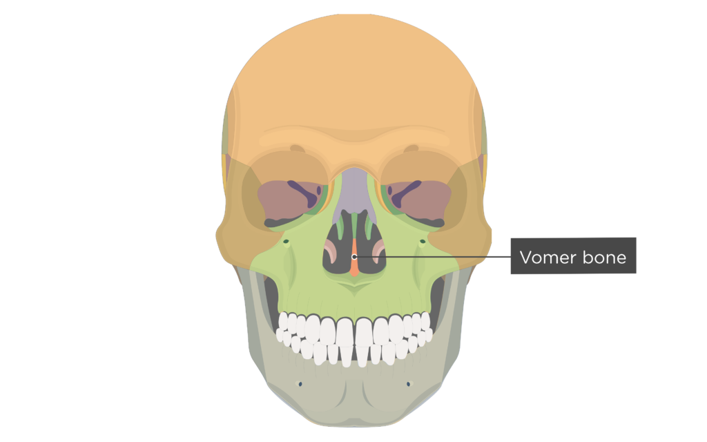 <p>[BONES TO KNOW; facial] above the palate</p>