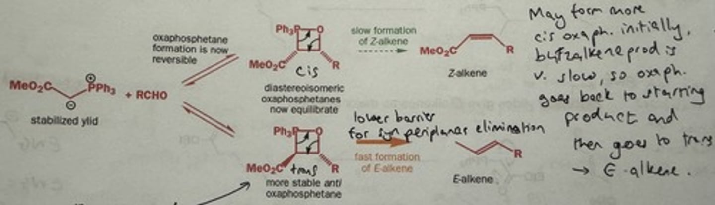 <p>Reversible formation of cis and trans oxaphosphetane; → minor trans oxaphosphetane closes faster + irreversibly to the E alkene</p><p>(The 2 groups are trans in the TS - don't have to become eclipsed → lower barrier of elimination so forms faster + irreversibly.)</p><p>i.e. Equilibration of oxaphosphetanes to more stable trans diastereomer → eliminates more rapidly than cis isomer</p>