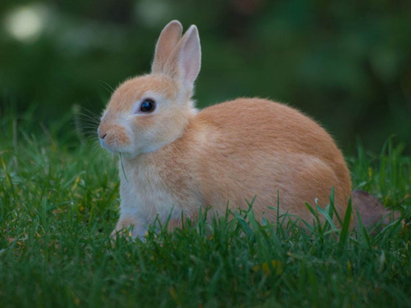<p>Con thỏ</p><p>(noun)</p><p>/ˈræbət/</p><p>Rabbits are the symbol of Easter.</p>