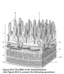 <p><span>Which structure controls the contraction of the muscularis externa?</span></p>