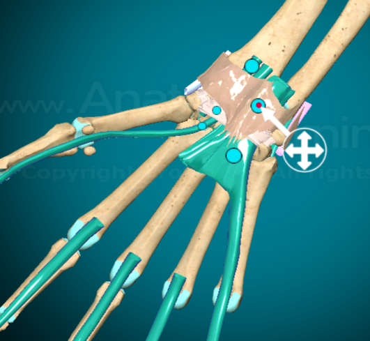 <p>What is this muscle and where is it found?</p>