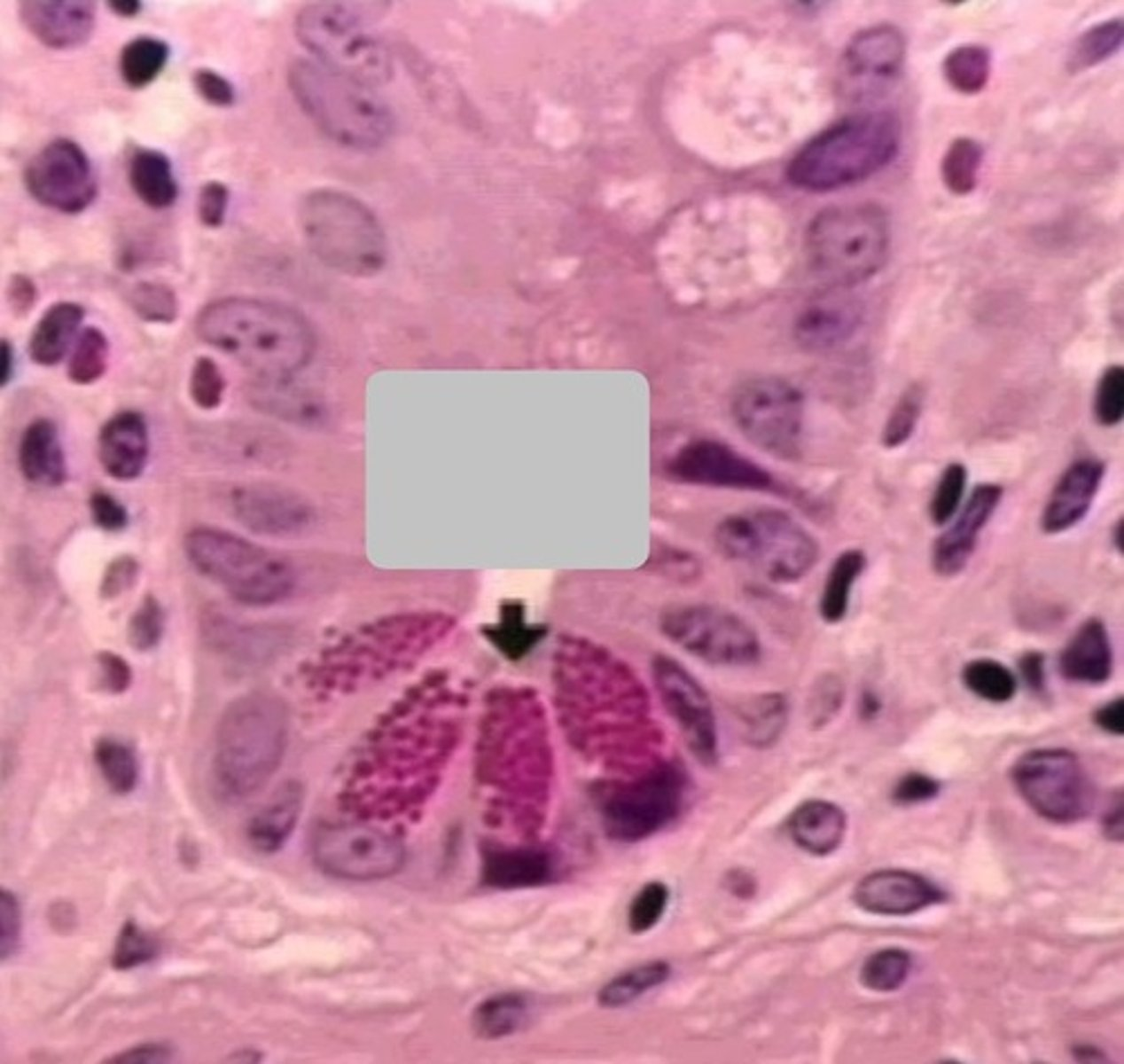<p>what is the function of these cells?</p>