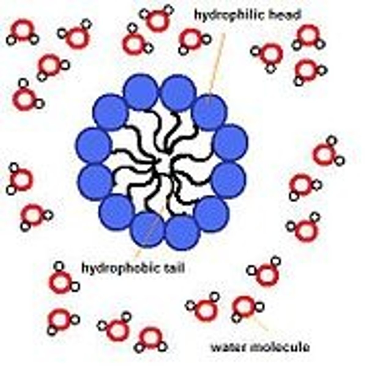 <p>(B) Hydrophobic Interactions</p><p>Hydrophobic Interactions are driving the Micelle and Liposome formation.</p>