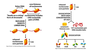 <p><span><span>Digestion de l’ADN linker par une endonucléase.</span></span></p>
