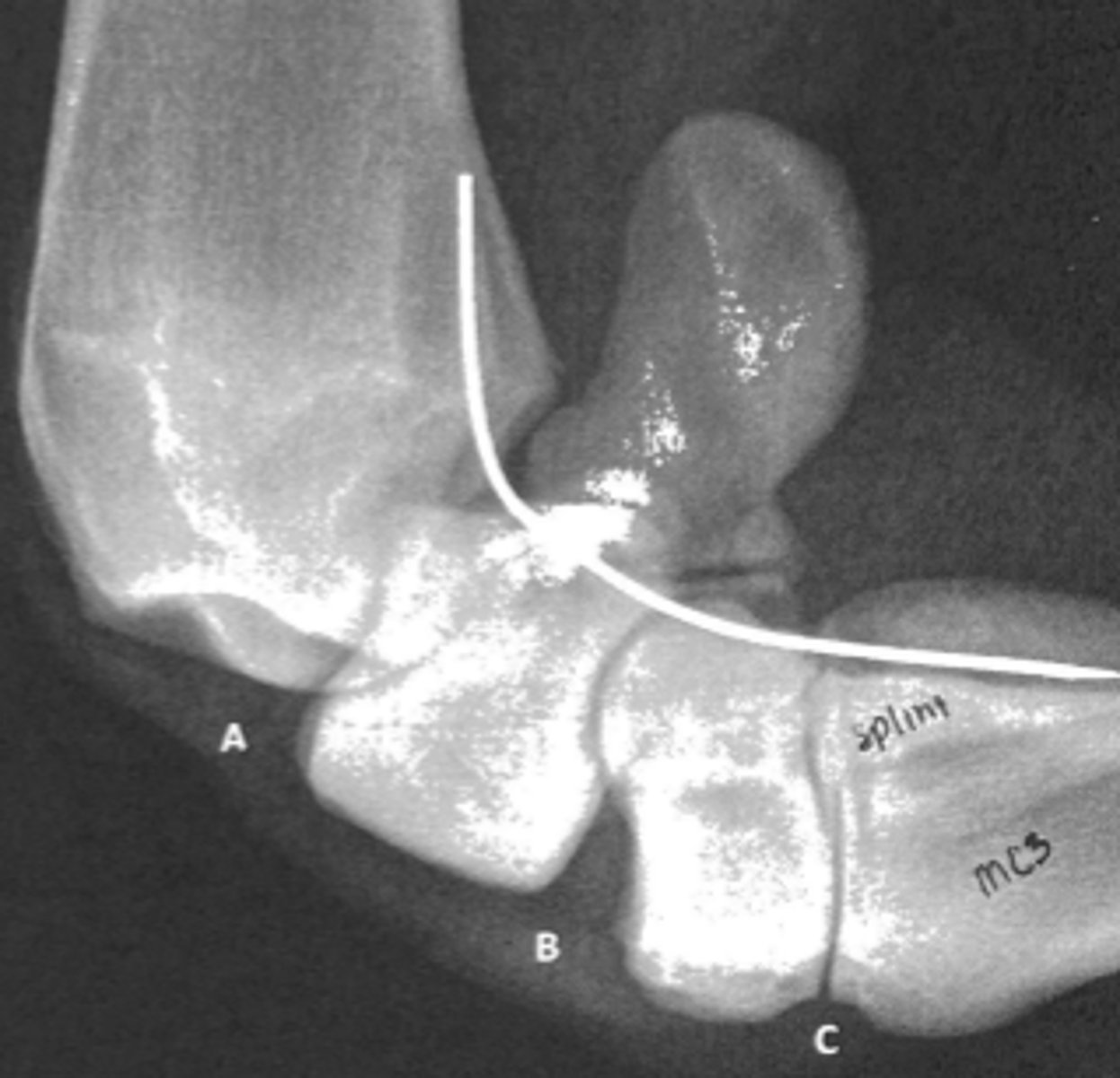 <p>In this lateral radiograph, what is C?</p>
