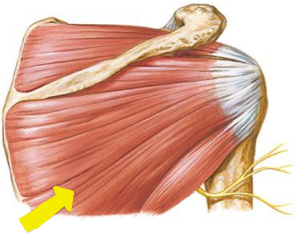 <p>Infraspinatus (RTC)</p>