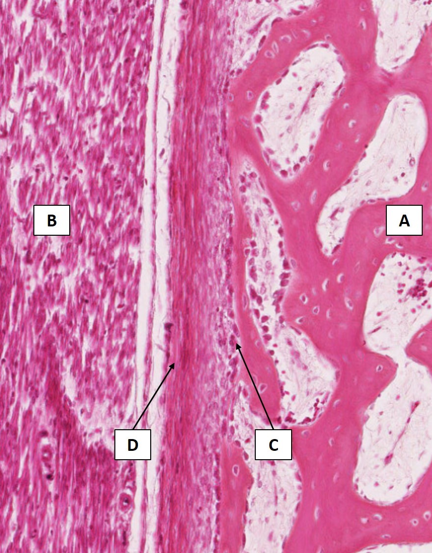 <p>c</p>