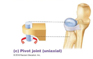 <p>A rounded bone fits into a sleeve (a concave bone plus a ligament)</p>
