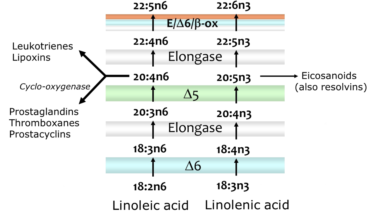 <p>We obtain <strong>omega-3 and omega-6 fatty acids</strong> from diet. They are essential because we need them to synthesize bioactive molecules.</p>