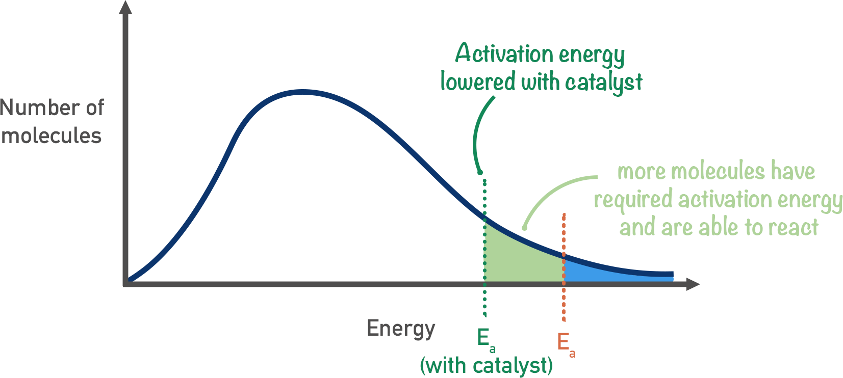 <p>Dont change the rate but change the activation energy. Line up the molecules. Decrease the activation energy therefore increases the number of particles that have sufficient energy to overcome the activation energy</p>