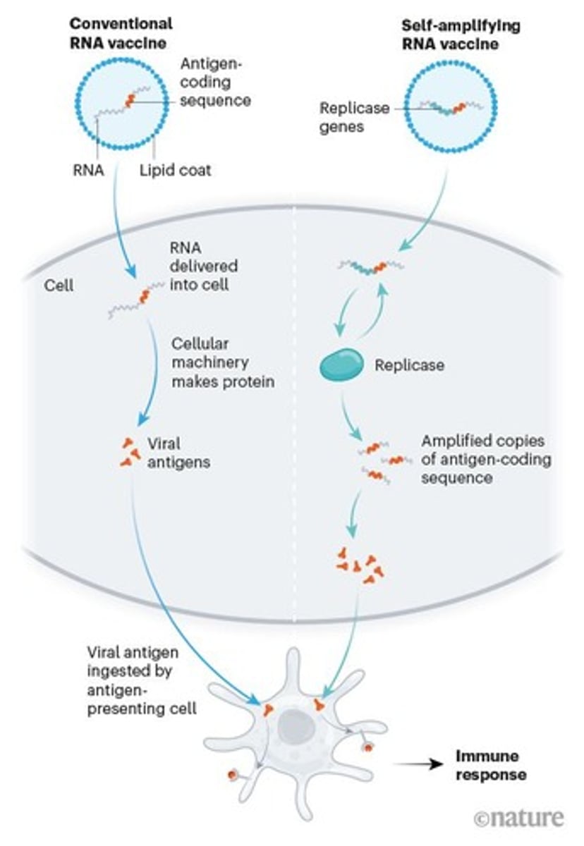 <p>They trick the body's cells into producing a fragment of a virus (an antigen) from an RNA template.</p>