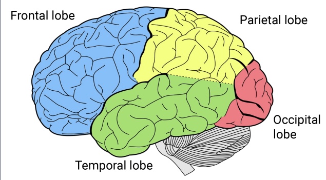 <p>major lobes of the brain</p>