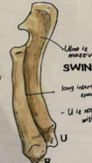 <p>ulna is massive and articulates with radius and ulnar carpal </p>
