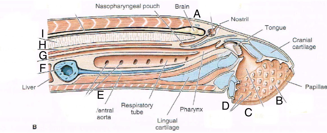 <p>What is A</p>