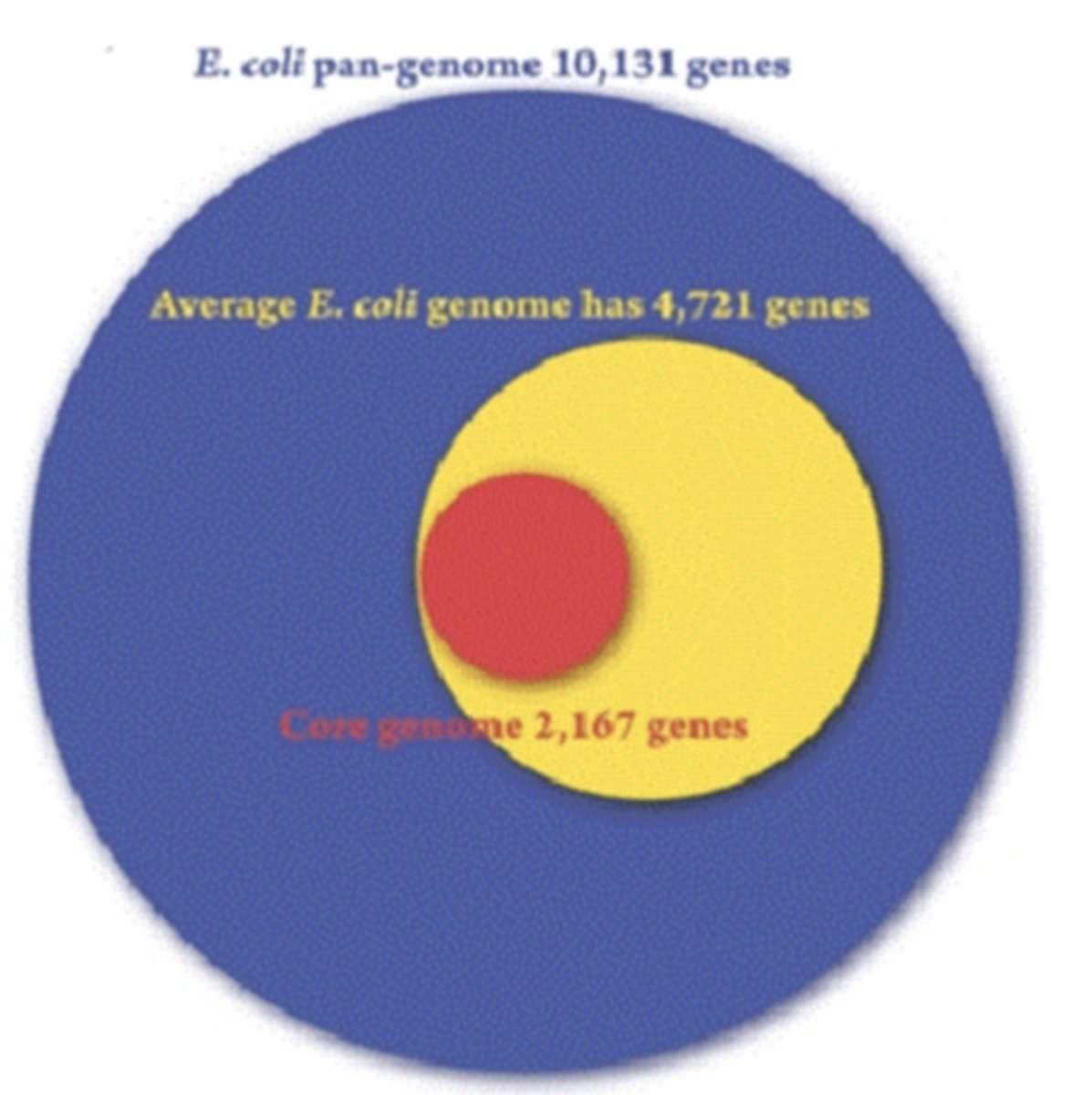 <p>C) its genome may comprise one or more plasmids in addition to the chromosome</p>