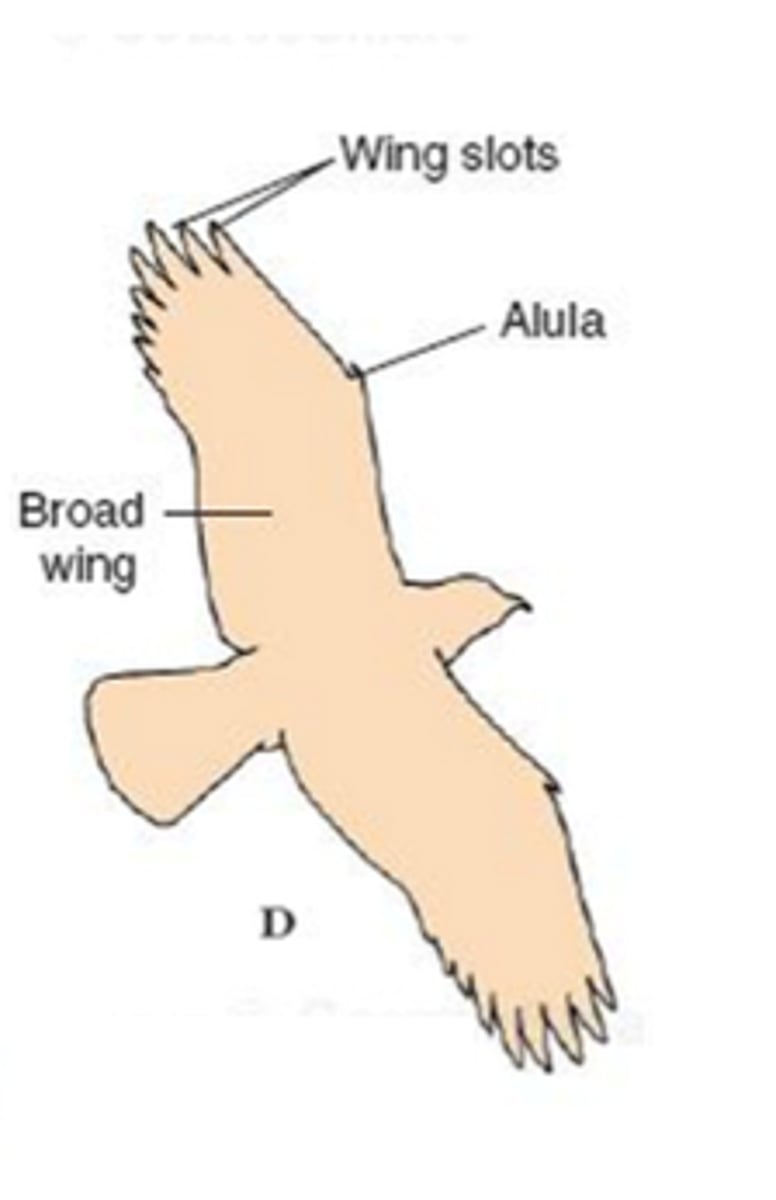 <p>These have long, broad feathers that spread out to make "slots" that let the bird catch rising warm air (called "thermals") which pushes them up higher in the sky.</p><p>-eg. eagles many species of hawks, cranes, and vultures</p>