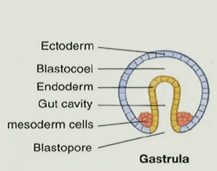 <p>proteosome or deuterostome </p>