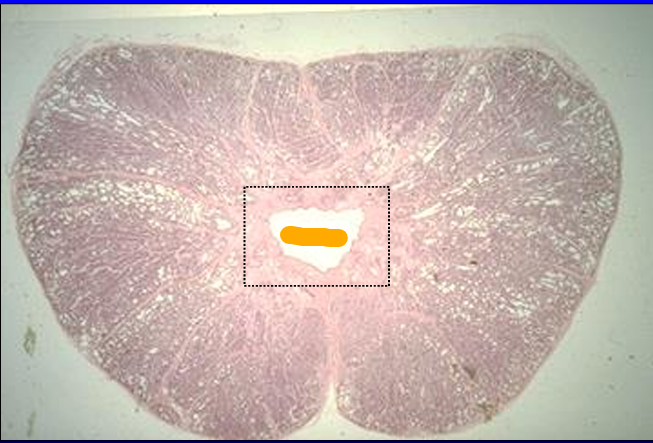 <p>Identify the cut:</p><p>Identify the structure:</p><p>Specie:</p><p>Orange:</p>