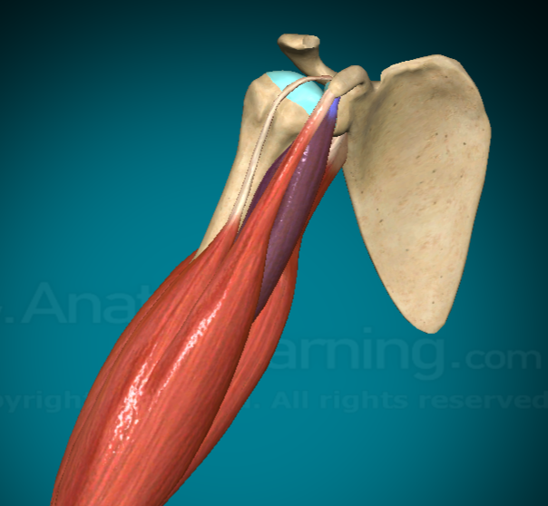 <p>What is this muscle and where is it found?</p>