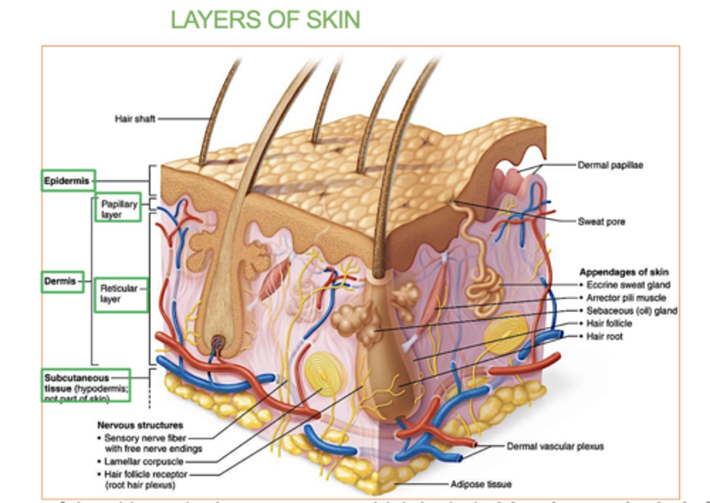 <p>-epidermis</p><p>-dermis</p><p>-hypodermis</p>