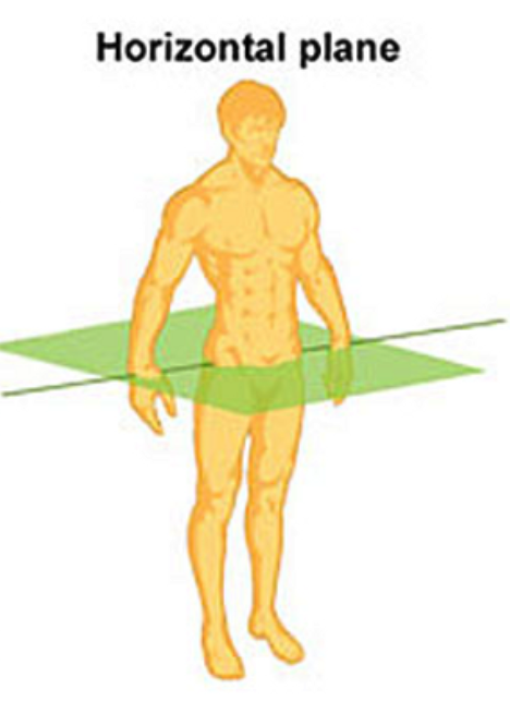 <p>transverse plane</p>