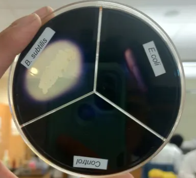 <p>Light Area/Color (Clear/Golden Zone) Around Bacteria</p><p><strong>*B. subtillus</strong></p>