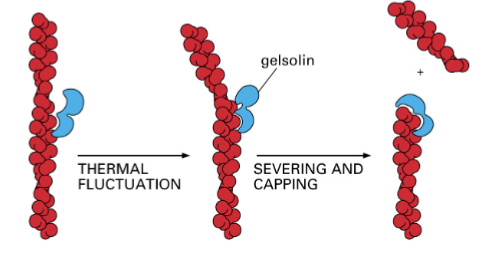 <p>cleaves actin filaments and regulates polymerization by increasing the number of positive ends; present in the cytosol of the bloodstream; meant to prevent actin from clogging up the cardiovascular system. Caps the filament</p>