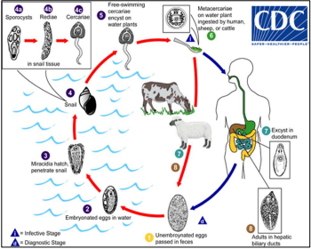 <p>A host from which infection can't be transmitted to other susceptible hosts.</p><p>هنا الطبيعي انه بيلف بين الخروف والكلب اول ما يوصل للانسان ايا كان الطريقه اي </p><p>خلت الانسان يعتبر نهايه مسدوده لحياه الباراسايت لانه مش هيعرف يروح ل كائن تاني عن طريق الانسان</p>