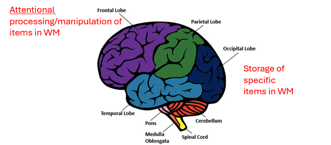 <ul><li><p>lower level visual regions maintain the temporary representations of items held in WM (the templates) and PFC/parietal regions hold a representation of the task rules for manipulating this information (the central executive!)</p></li><li><p>in posterieror storage of specific items in WM</p></li><li><p>frontal attentional processing/maniputaltion of items in WM </p></li></ul><p></p>