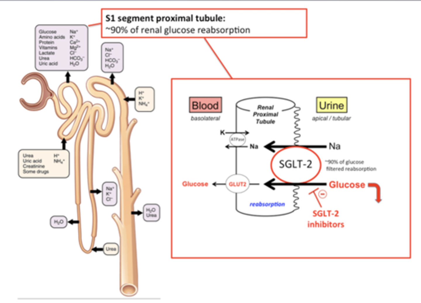 <p>SGLT2 is responsible for reabsorbing ~90% of filtered glucose in the proximal renal tubules</p><p>MOA: inhibits SGLT2 = reduce absorption of filtered glucose + lower renal threshold for glucose = increases urinary excretion of glucose = reduces plasma glucose concentration</p><p>Clinical indications: type 2 DM (also used to treat HF)</p><p>Adverse effects: AKI (acute kidney injury), hyperkalemia, hypersensitivity, hypovolemia, hypotension, infections (especially UTI), ketoacidosis</p><p>PROS: Low hypoglycemia risk; reduces appetite = weight loss; beneficial for CHF (especially HFpEF for which it is the only FDA-approved pharmacological agent)</p><p>CONS: Not used as frequently for type 2 DM as they are not as effective as GLP1 agonists</p>