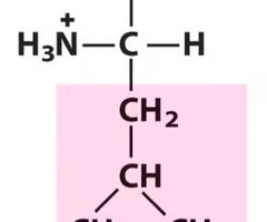 <p>What Amino Acid is This?</p>