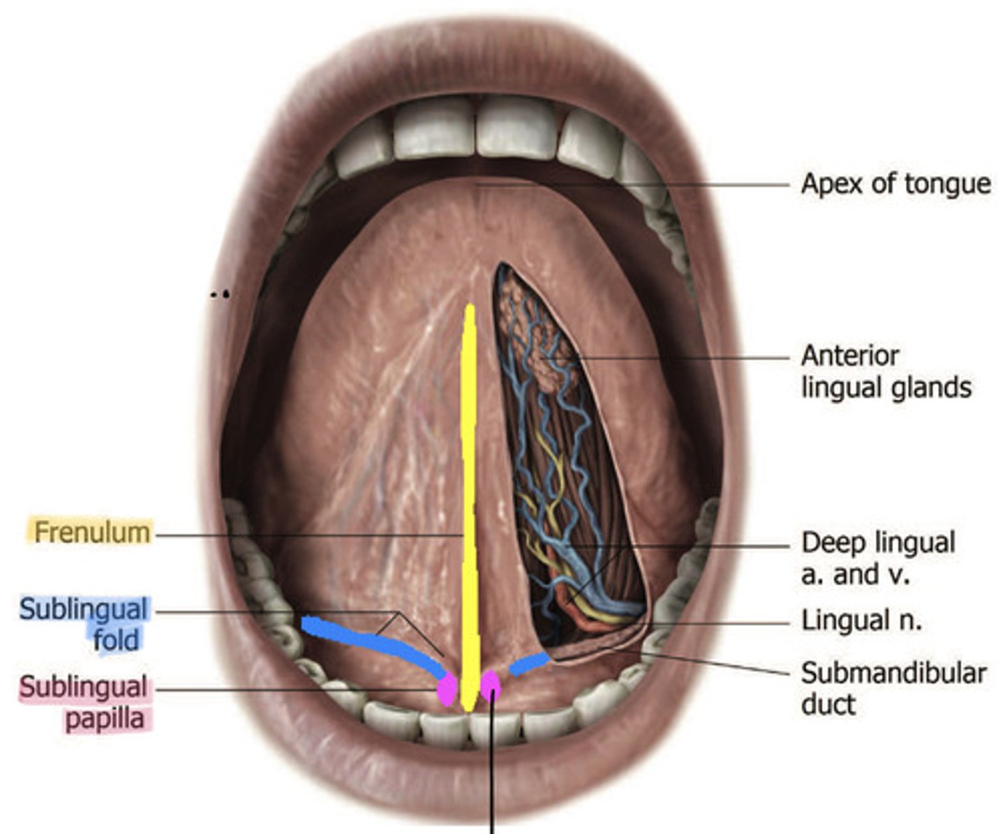 <p>- frenulum</p><p>- orifice of submandibular duct</p><p>- sublingual fold</p>