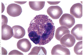 <p>granulocyte</p><ul><li><p>1-2 lobes</p></li><li><p>pinkish stain</p></li></ul>